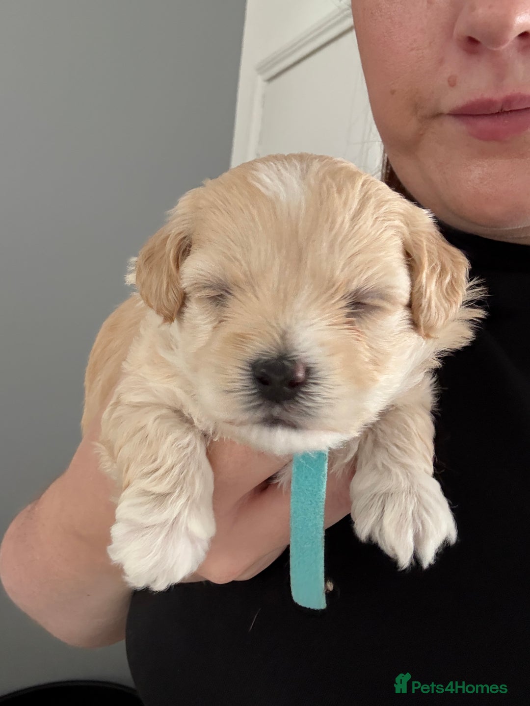 Maltipoo dogs for sale: Beautiful Male Maltipoo F1 Pups - Image 26