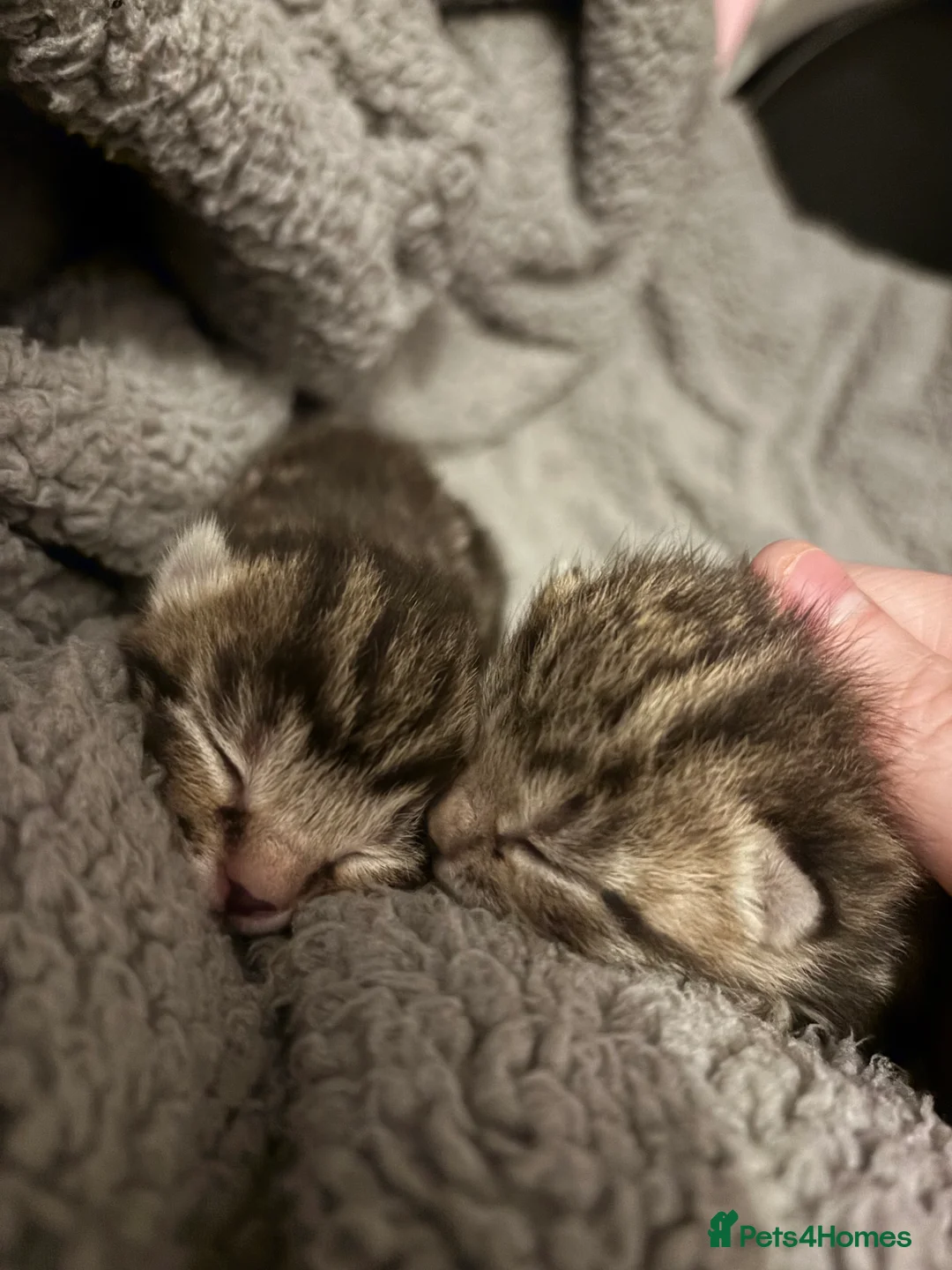 Mixed Breed cats for sale: 2 tabby/russian blue kittens - Advert 2