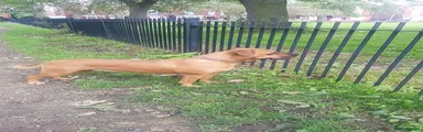 Mixed Breed 1