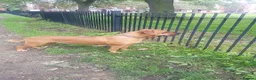 Mixed Breed dogs for sale: Female Cane Corso/Mastiff Nala - Advert 1