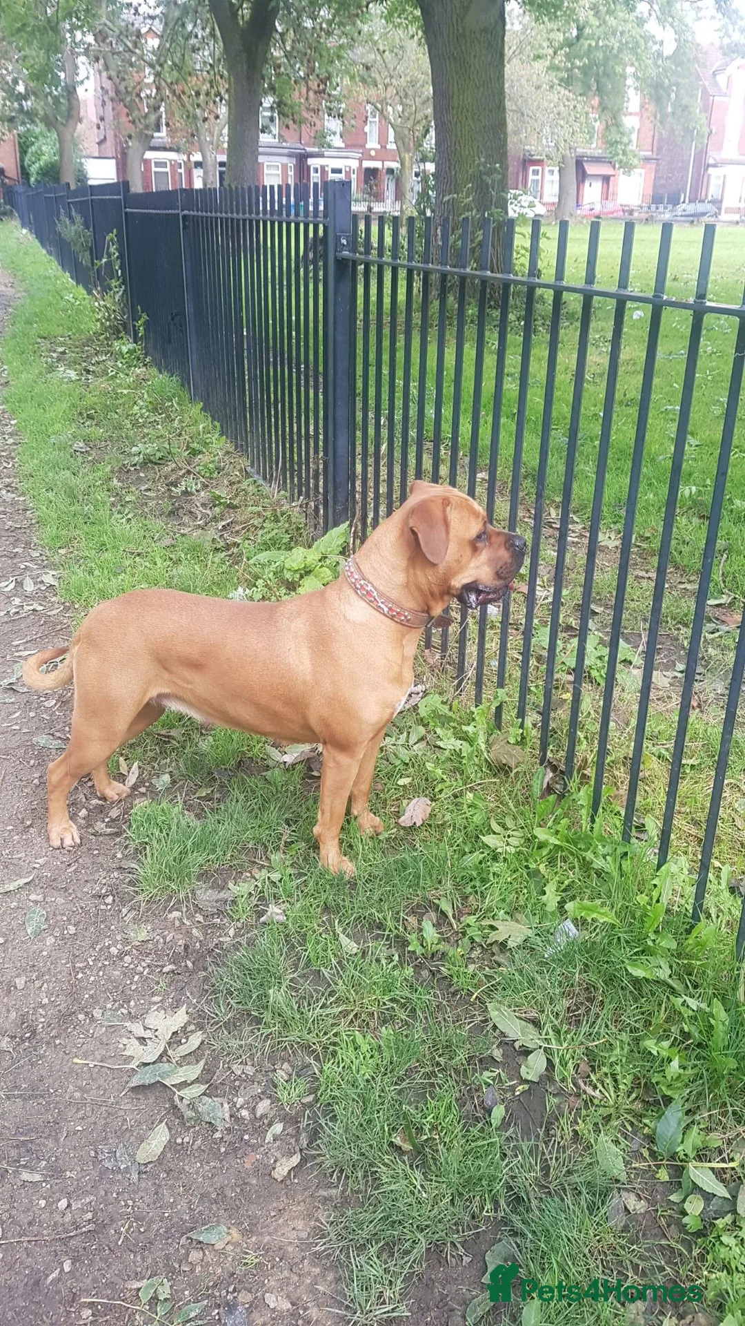 Mixed Breed dogs for sale: Female Cane Corso/Mastiff Nala - Advert 1