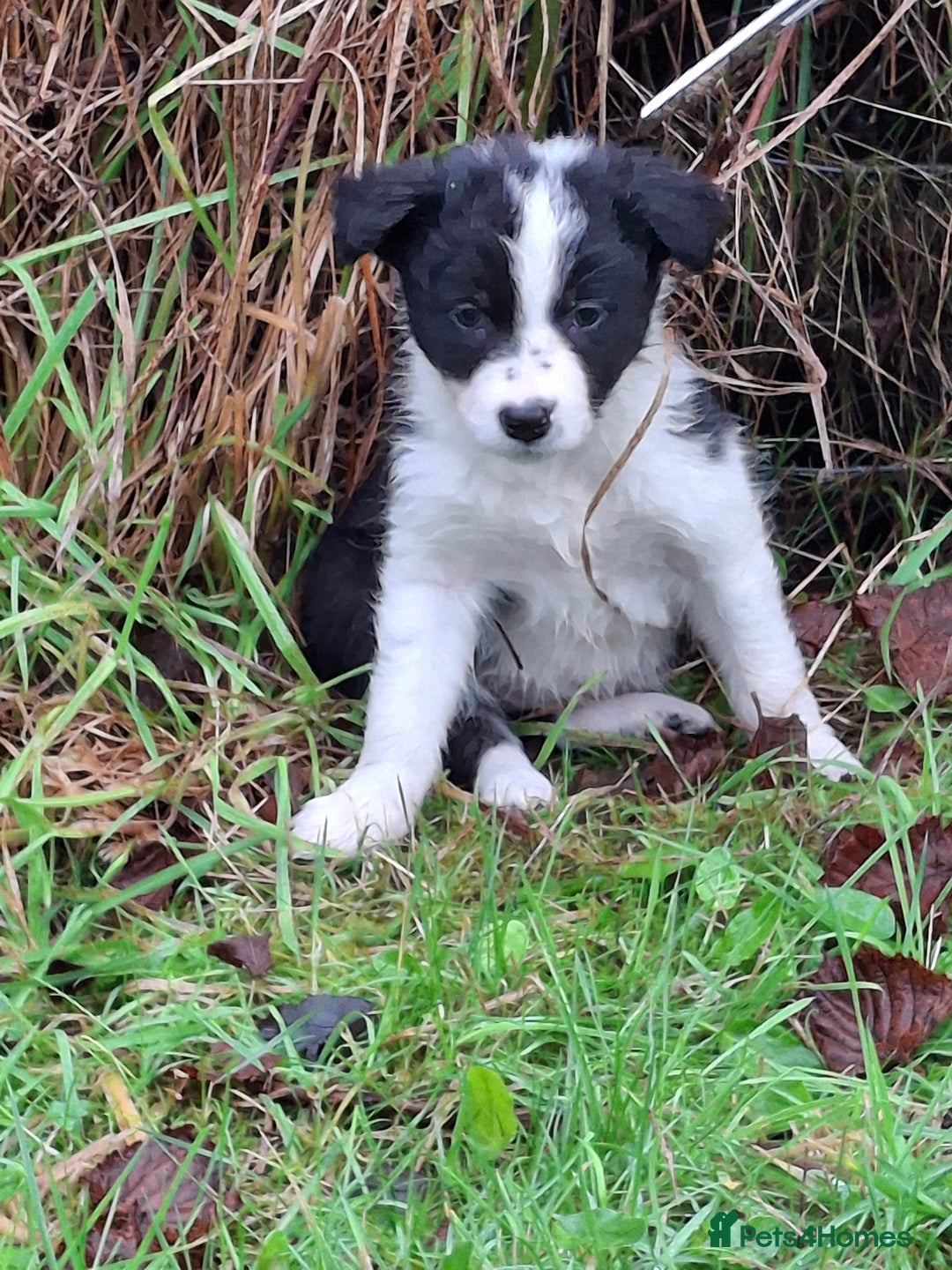 Border Collie dogs for sale: ISDS Border Collie Pups - Advert 15