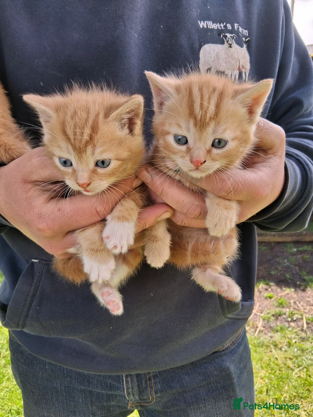 Mixed Breed cats for sale: Various beautiful kittens  - Advert 10