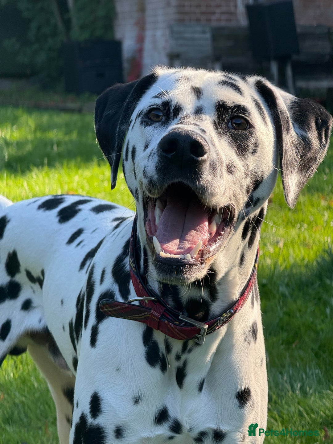 Mixed Breed dogs for sale: Dalmatian X Cocker spaniel - Advert 6