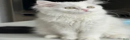 Persian cats for sale: The last Beautiful Persian female kitten - Advert 3