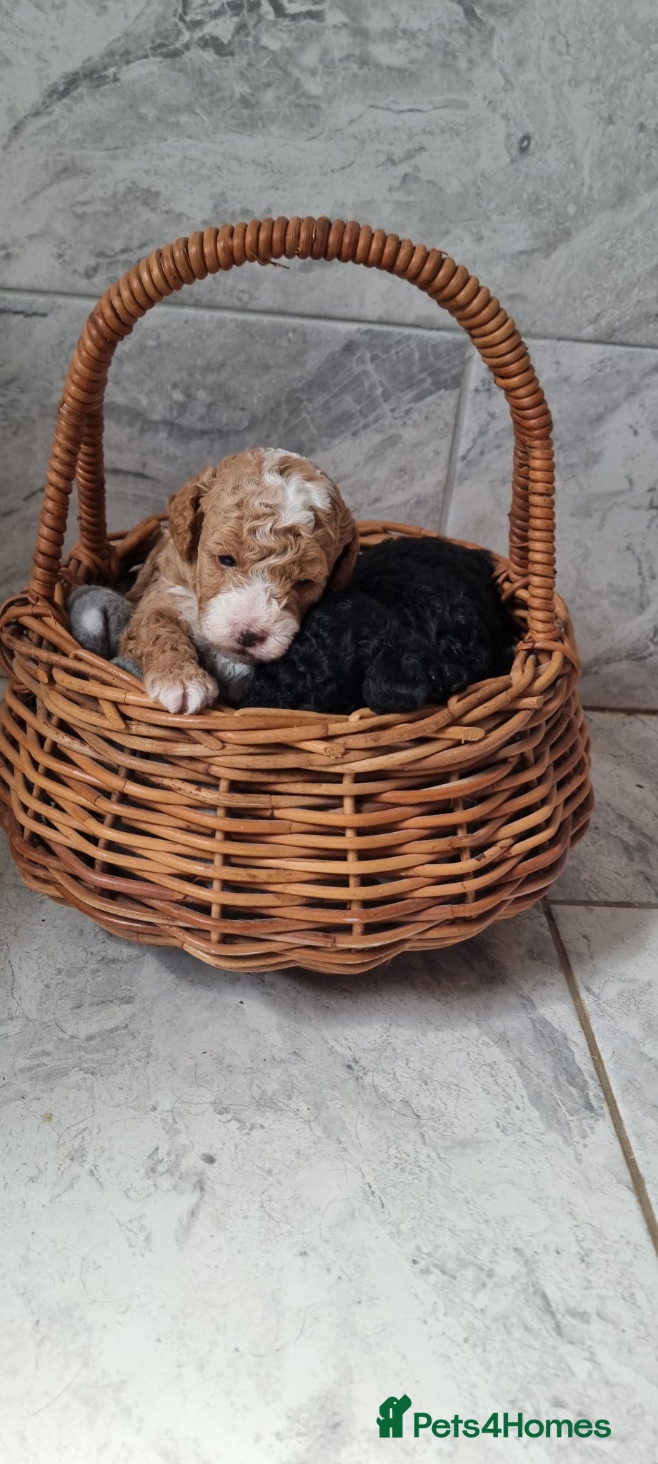 Toy Poodle dogs Full pedigree toy poodles - Advert 16