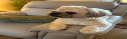 Shih Tzu dogs for sale: Stanley – 3 Year Old Male Shih Tzu - Advert 1