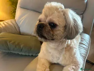 Shih Tzu dogs Stanley – 3 Year Old Male Shih Tzu - Advert 2