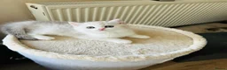 British Shorthair cats for sale: Beautiful BSH Males  - Advert 14