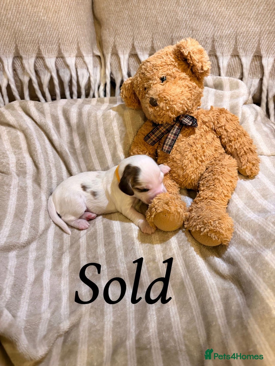 Cocker Spaniel dogs for sale: Beautiful cocker spaniel pups - Image 18