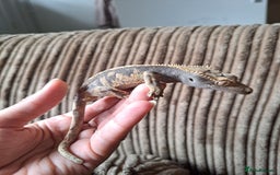 Gecko reptiles for sale: Male crested Geckos  - Image 1