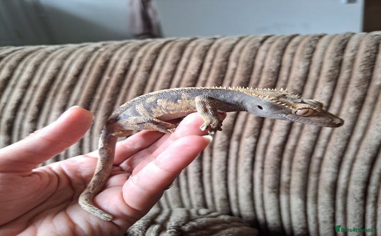 Gecko reptiles - Advert 4