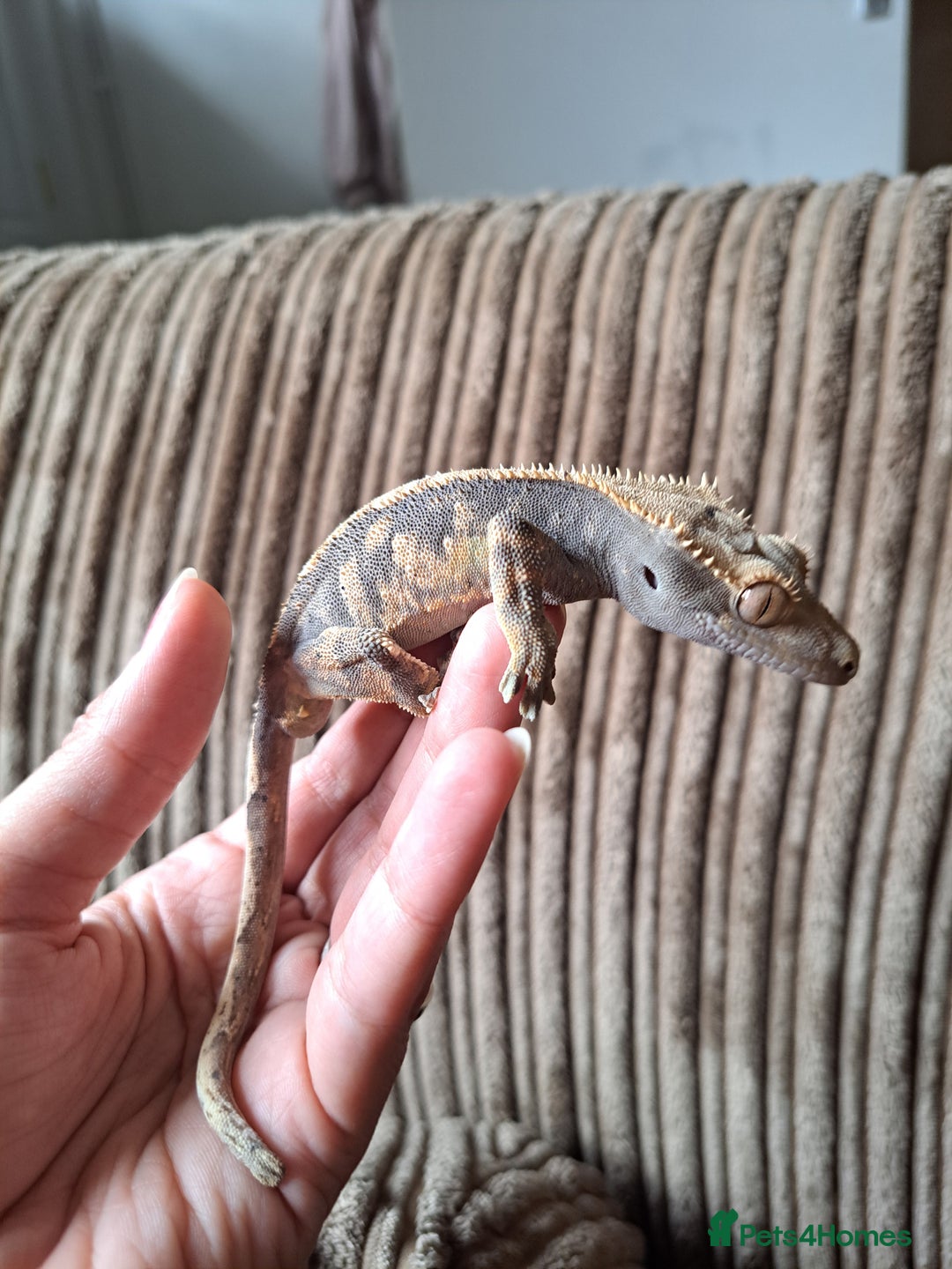 Gecko reptiles for sale: Male crested Geckos  - Image 1