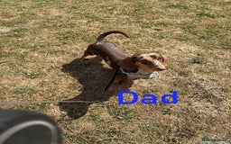 Miniature Dachshund dogs for sale: 7 beautiful miniature dachshund puppies for sale - Image 19