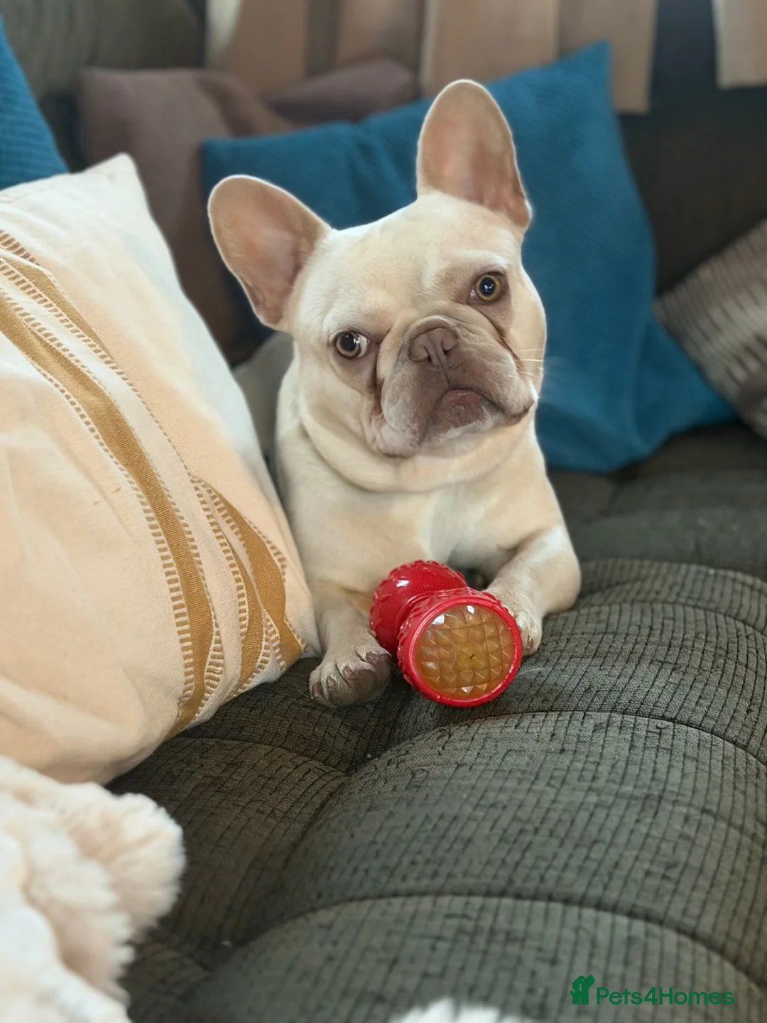 French Bulldog dogs for sale: Platinum French Bulldog - Advert 7