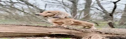 Miniature Dachshund dogs for sale: Shaded Cream Miniature Dachshund in Bishop's Stortford - Advert 4