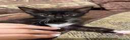 Mixed Breed cats for sale: Kittens ready  - Advert 27