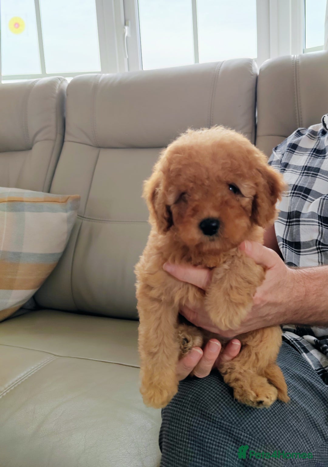 Cavapoo dogs for sale: TOY CAVAPOO DNA TESTED PARENTS AND GRANDPARENTS  - Image 17