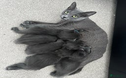 Maine Coon cats for sale: Rare Maine Coon/Russian Blue Kittens - Image 18