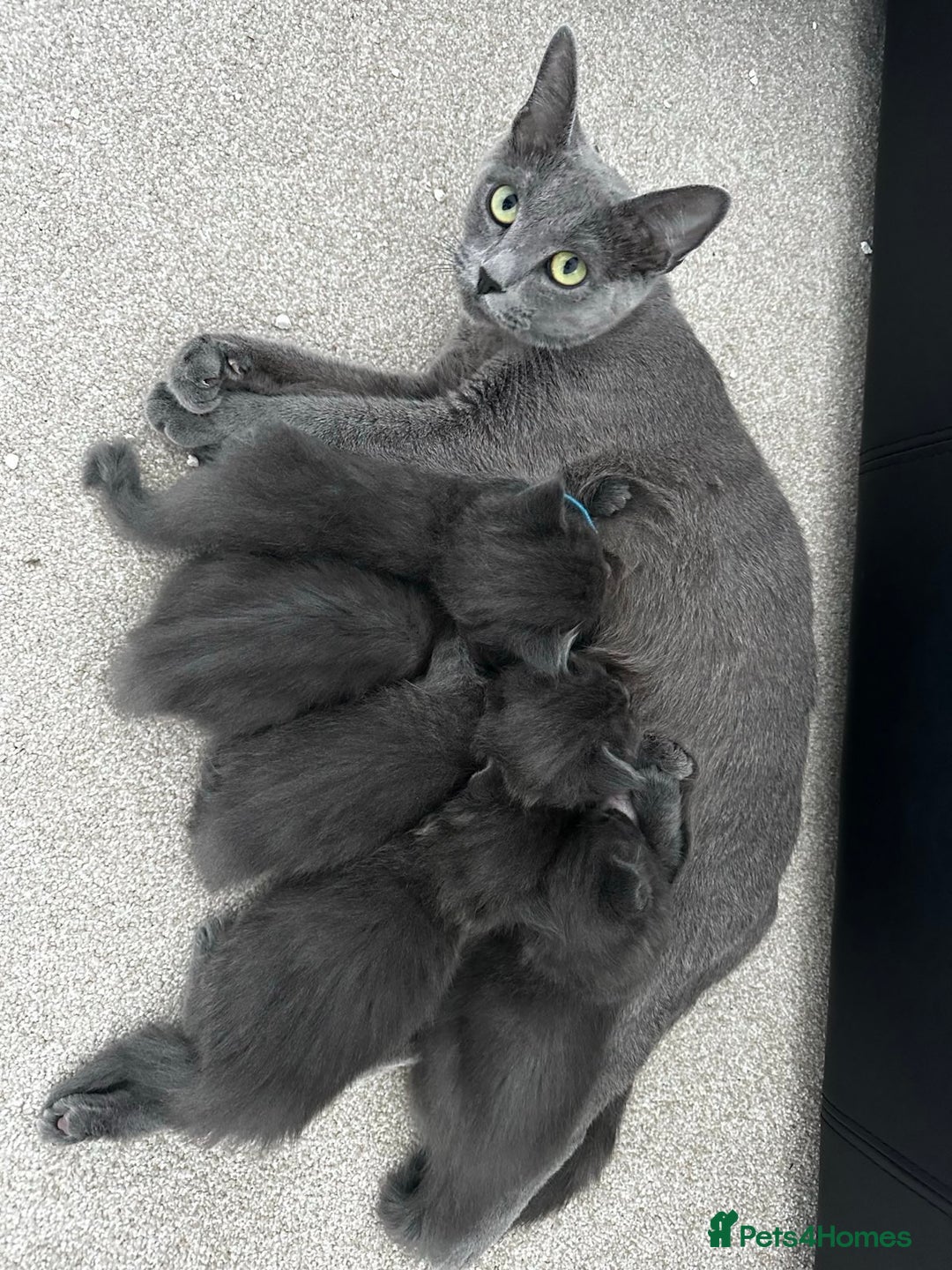 Maine Coon cats for sale: Rare Maine Coon/Russian Blue Kittens - Image 18
