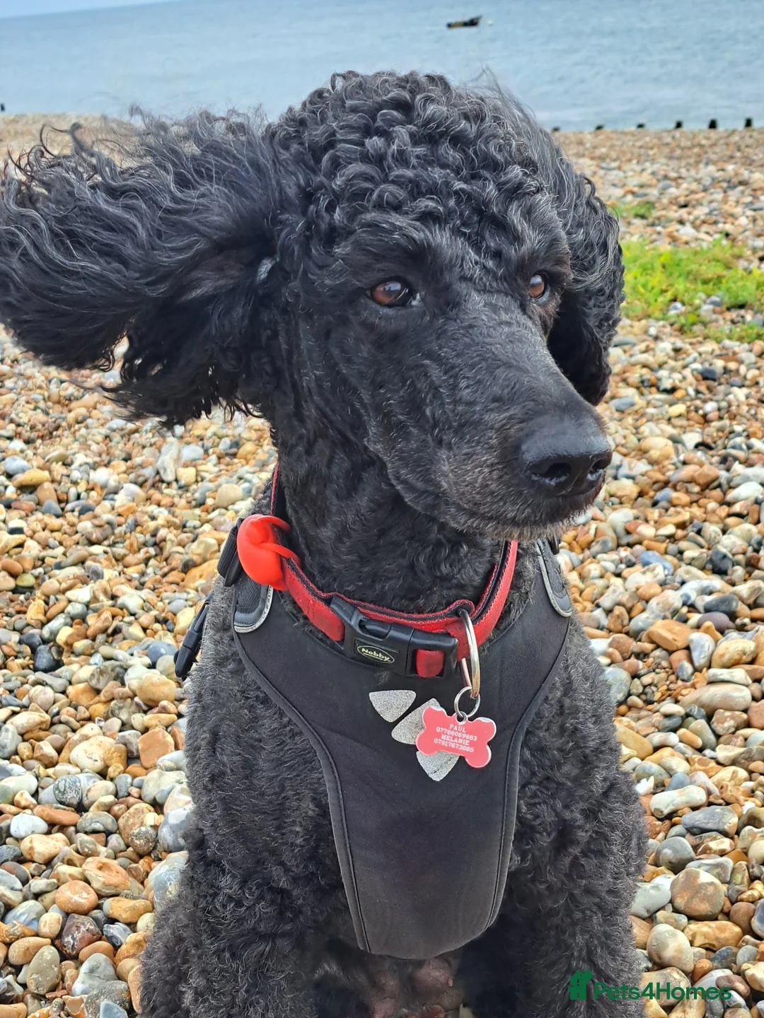 Standard Poodle dogs for sale: Last in the litter to go - Advert 1