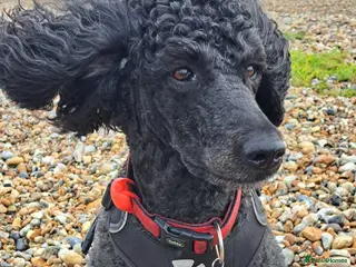 Standard Poodle dogs Last in the litter to go - Advert 12