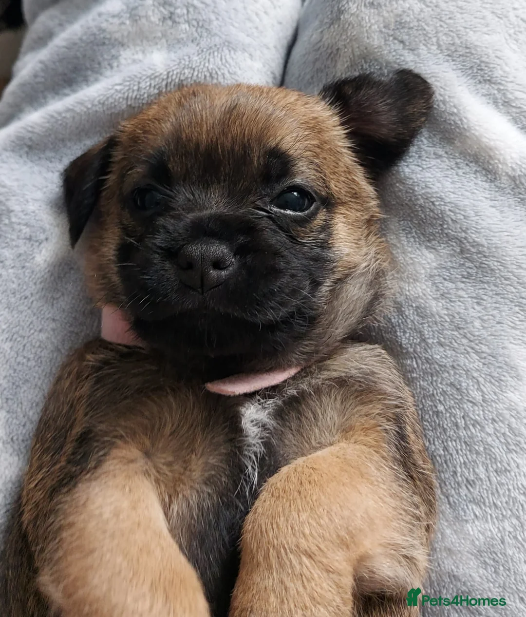 Border Terrier dogs for sale: Gorgeous Border Terrier puppies - Advert 12