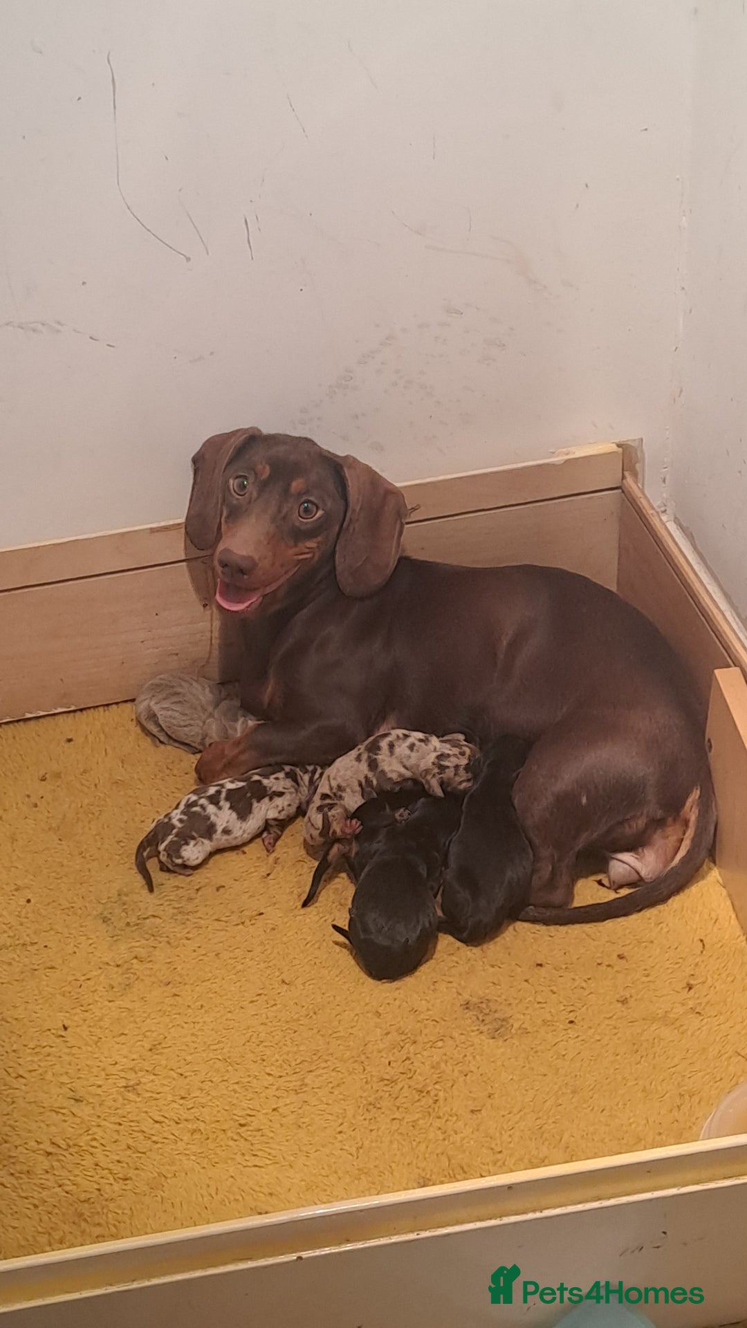 Dachshund dogs for sale: Stunning dachshund boy puppies - Advert 8