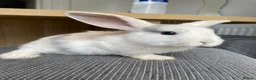 Mini Lop rabbits for sale: Mini lop bunnies ready by 26/8/26 - Advert 4