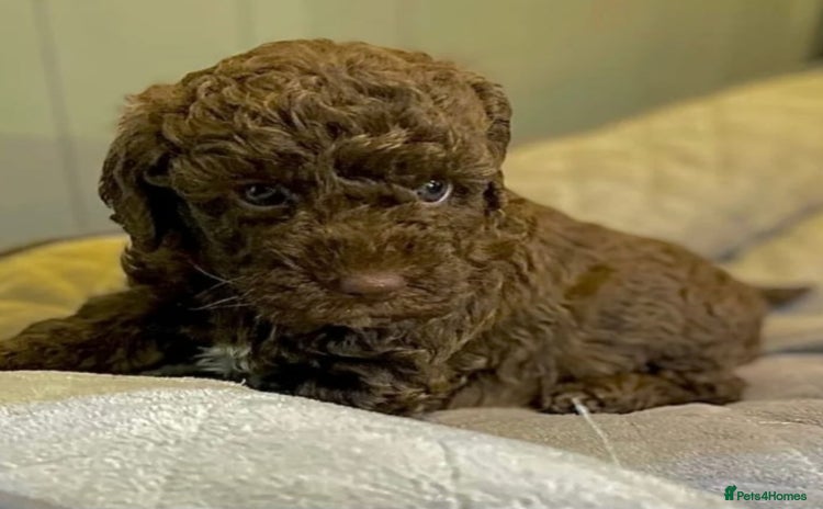 Cockapoo dogs - Advert 9