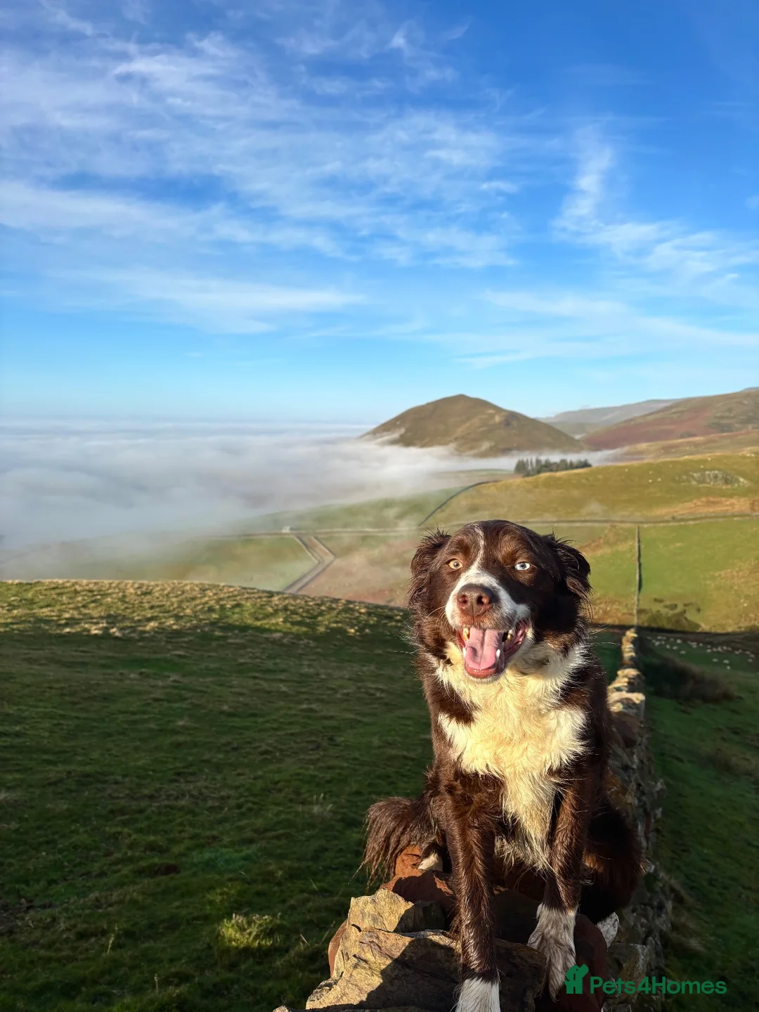 Border Collie dogs for sale: Beautiful 2-Year-Old Red Collie Bitch - Advert 2