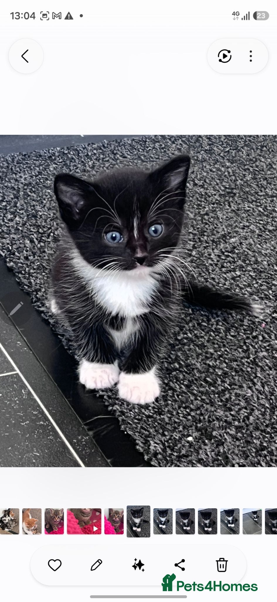 Mixed Breed cats URGENTLY WANTED  - Advert 17