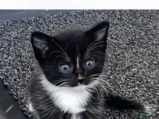 Mixed Breed cats URGENTLY WANTED - Advert 17
