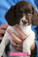 English Springer Spaniel dogs Health Tested English Springer Spaniel Puppies - Advert 4