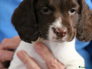 English Springer Spaniel dogs Health Tested English Springer Spaniel Puppies - Advert 10
