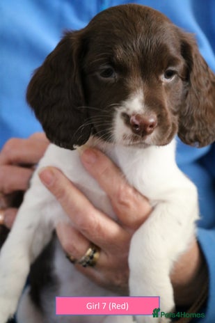 English Springer Spaniel dogs Health Tested English Springer Spaniel Puppies - Advert 3