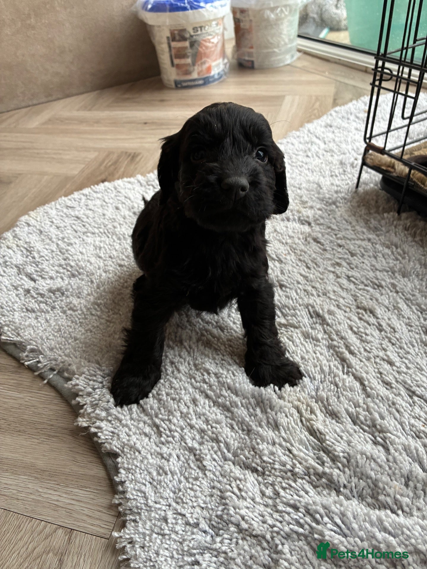 Cockapoo dogs for sale: Gorgeous cockatoo puppies  - Advert 1