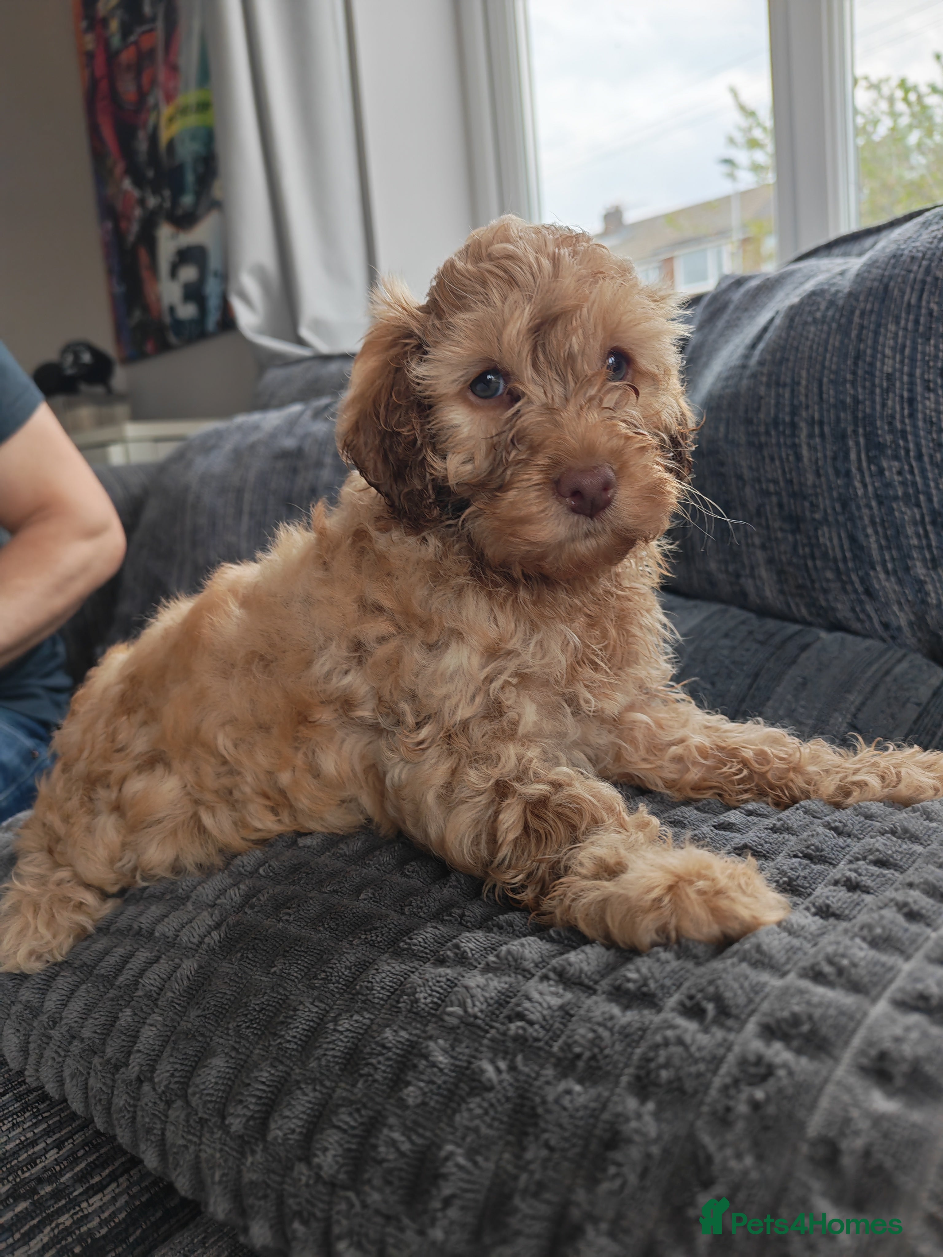 Cockapoo dogs Beautiful first litter of cockapoos  - Advert 4