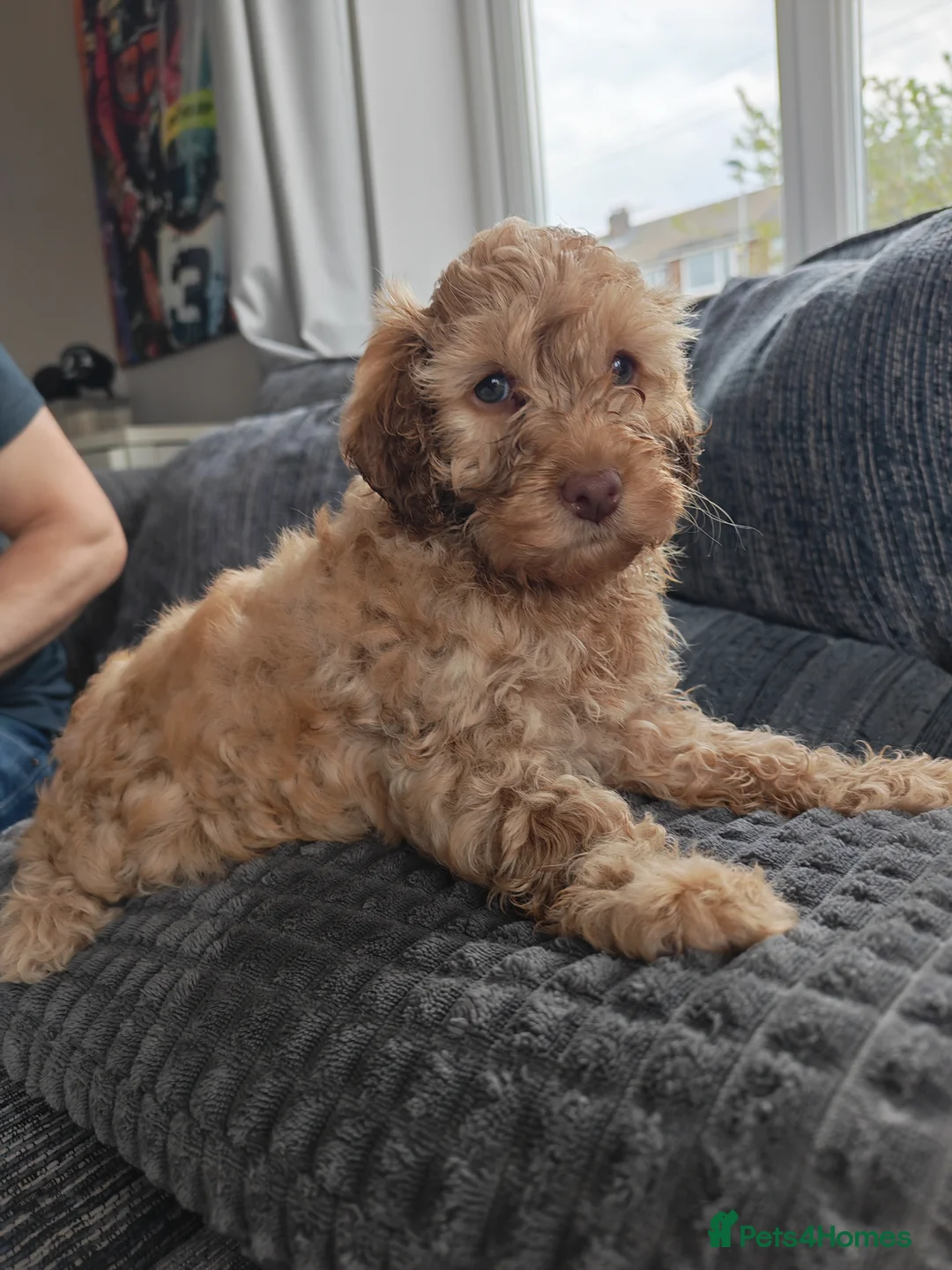 Cockapoo dogs for sale: Beautiful trio of Cockapoos for sale - Advert 2