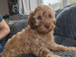 Cockapoo dogs Beautiful first litter of cockapoos - Advert 5