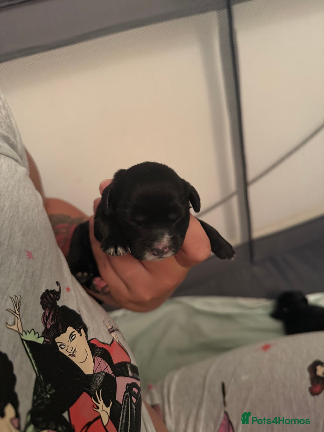 Cocker Spaniel dogs for sale: Cocker spaniel pups - Image 6