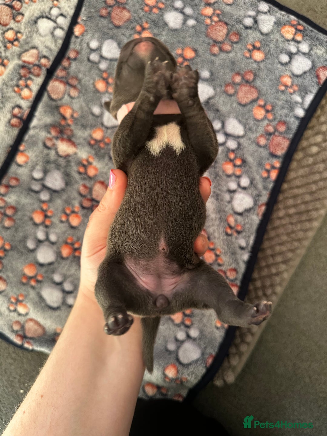 Staffordshire Bull Terrier dogs for sale: Quality Blue Staffies - Image 18