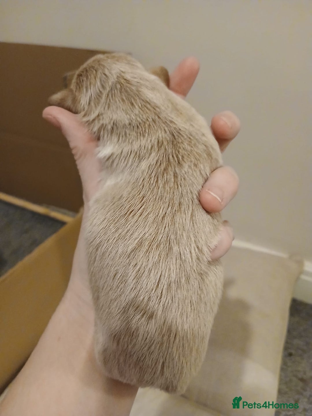 Shih Tzu dogs for sale: 🍫CHOCOLATE KC REG IMPERIALS BEST LINES🍫 - Advert 10