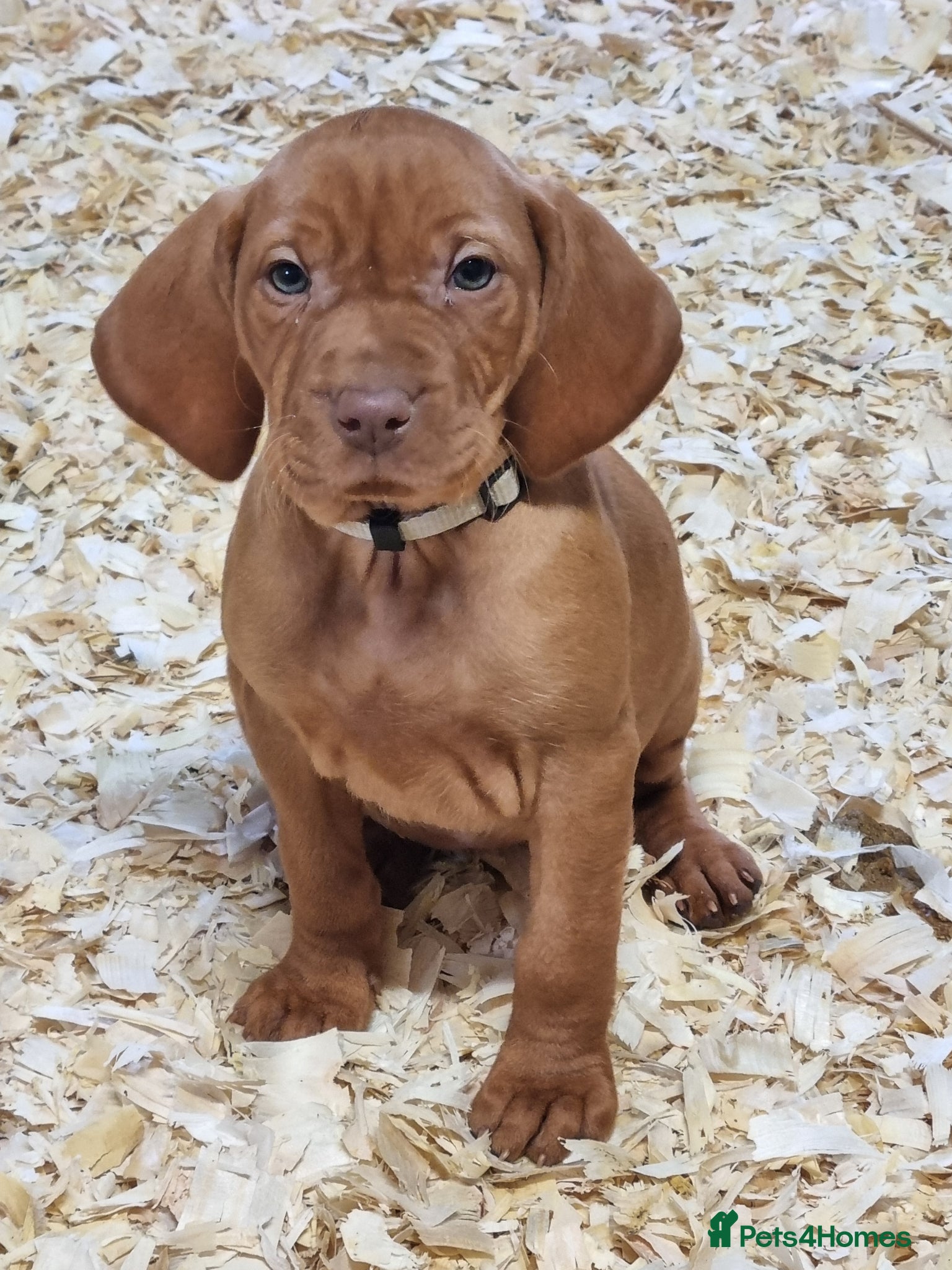 Hungarian Vizsla dogs Beautiful KC Registered Hungarian Vizsla Puppies  - Advert 2