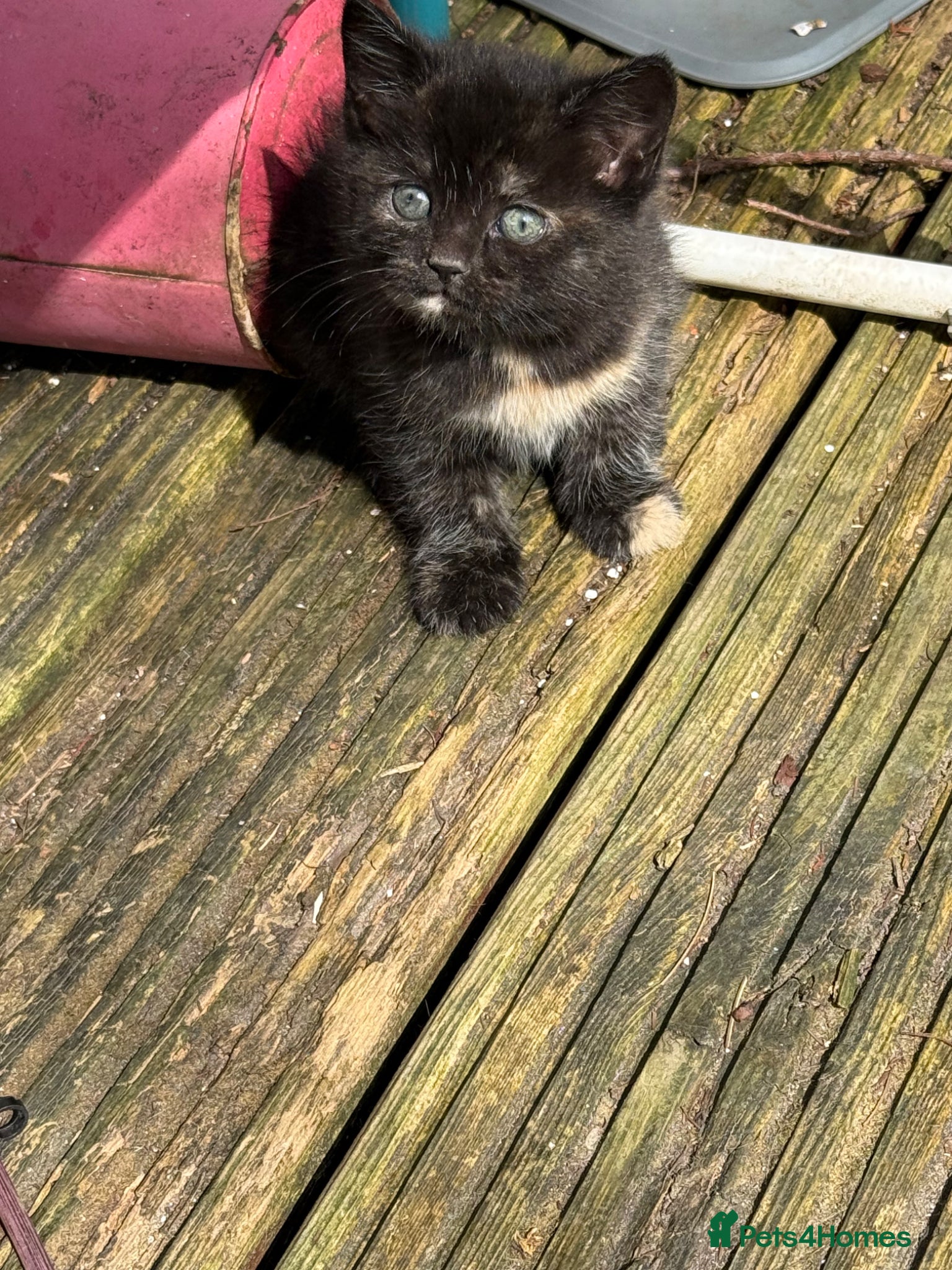 Mixed Breed cats Kittens £70 Manchester - Advert 4