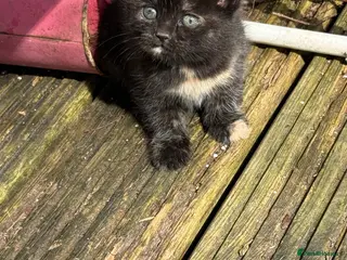 Mixed Breed cats Kittens £70 Manchester - Advert 18