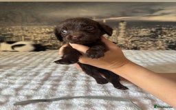 Springador dogs for sale: Chocolate Springador Puppies – Ready Soon! 🐾 - Image 17