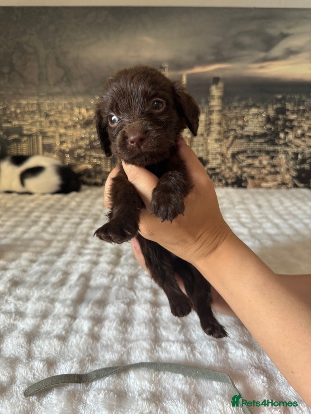 Springador dogs for sale: Chocolate Springador Puppies – Ready Soon! 🐾 - Image 17