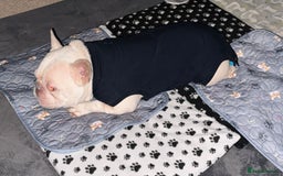 French Bulldog dogs for adoption: 💙🐶 FRANK 🐶💙 - Image 6