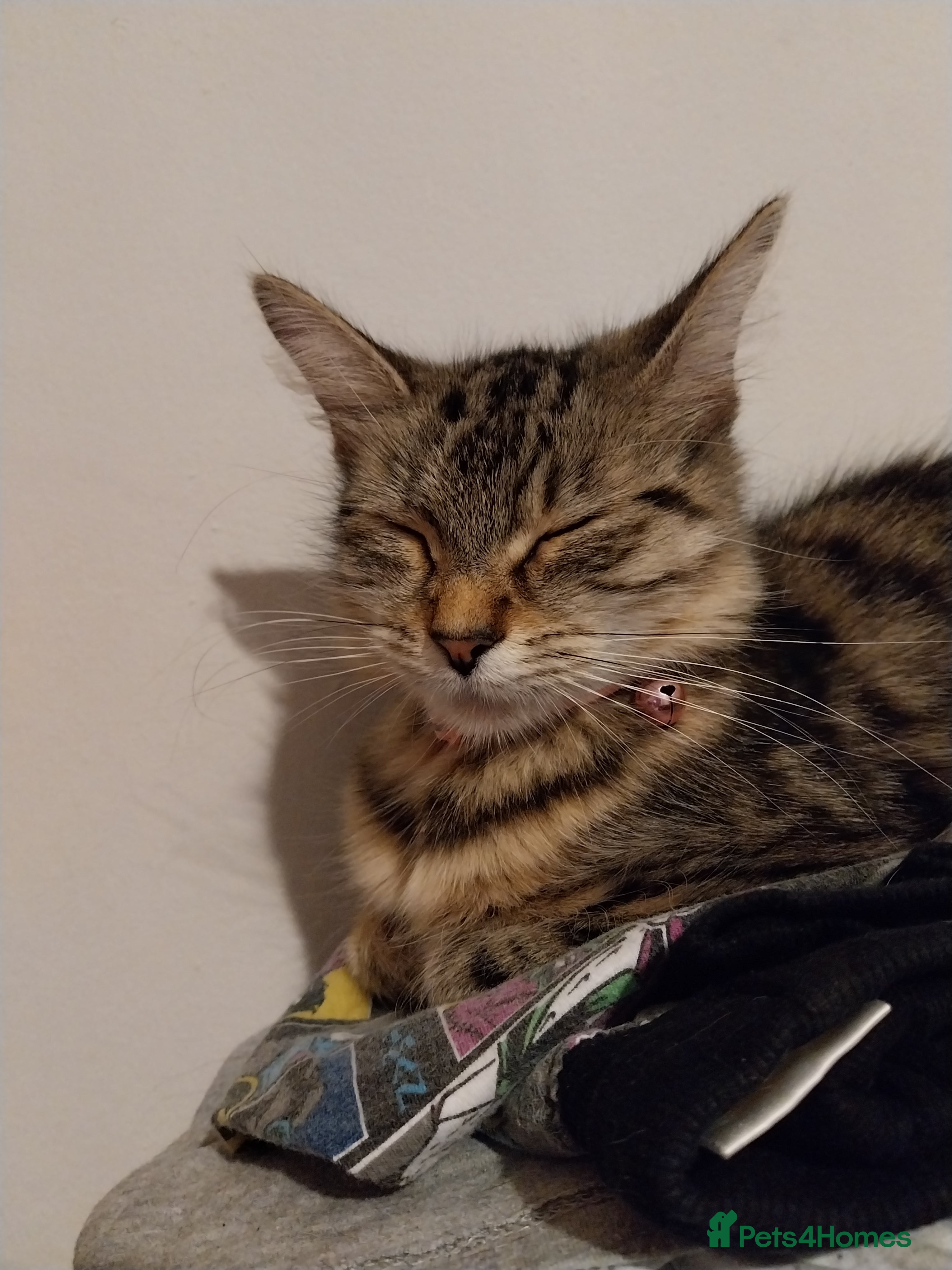 Persian cats Tabby persain long hair cat - Advert 17